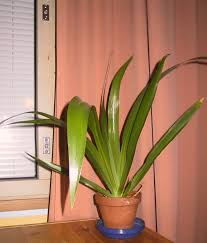 Image result for Neomarica northiana