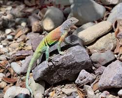 It raises and wags its tail if approached by a predator, a roadrunner, for example, sending notification that it will be caught only after a significant investment of energy in the pursuit. Greater Earless Lizard