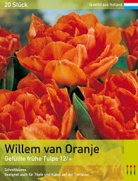 Fifa 18 the reason why the netherlands is going to rise again in football. Tulipa Willem Van Oranje Lemo Gartendesign