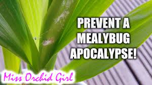 How to prevent a mealybug infestation on your Orchids - YouTube