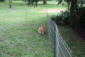Weitere ideen zu kaninchen, kaninchenkäfig, kaninchengehege. Zaun Kaninchenauslauf So Baut Man Fachmannisch Einen Auslauf
