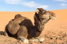 Deserts are hot and dry. Unbelievably Amazing Examples Of Animal Adaptations Animal Sake