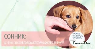 sonnik sobaka ukusila za ruku i derzhit