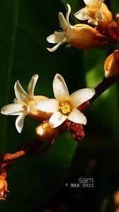 Image result for Connaraceae