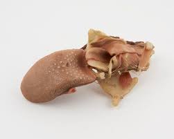Taste receptors of the tongue are present in papillae, and are the receptors of taste. Wax Anatomical Model Of Human Tongue Showing Inte Science Museum Group Collection