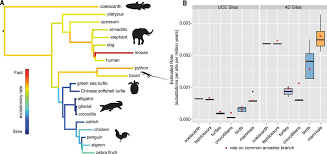 Three Crocodilian Genomes Reveal Ancestral Patterns Of