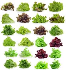 Michelle — june 5, 2013 @ 3:52 pm reply. Leaf Lettuce Types A Wealth Of Tasty Choices
