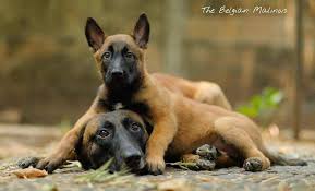 Pin By Rob Van Hoof On Honden Belgium Malinois Malinois Dog Belgian Malinois