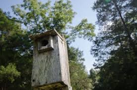 Valeria sholette (prairie village) said: Improve Habitat With Proper Wood Duck Box Placement Waterfowl Properties