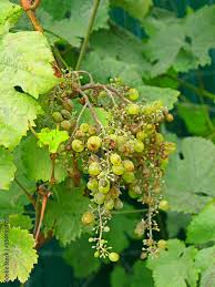 Image result for Uncinula necator