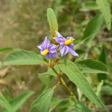 Image result for Solanum campylacanthum 'incanum type'