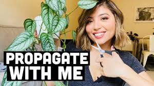 Hoy tengo ganas de bailar / pachuco bailarin и другие скачать в mp3 и sonora altepexana. How To Propagate Monstera Siltepecana Monstera Siltepecana Care Youtube