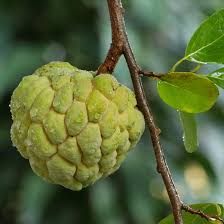 Image result for Annona squamosa