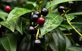 Also known as european or english cherrylaurel, it is a broadleaved evergreen which has many uses in the landscape. Prunus Laurocerasus Laurocerasus Officinalis Pontic Laurel Cherry Cherry Laurel Close Up Berry Black Red Toxic Poisonous Plant Ornament Pikist