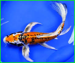 Ikan koi menjadi salah satu ikan hias terpopuler dan peminat yang cukup banyak di indonesia, pusat perkembangan ikan koi terbesar saat ini ada di semakin bagus warna ikan koi, tentunya harga ikan koi tersebut semakin mahal harganya, karena hal inilah sekarang sangat banyak orang yang tertarik. Ikan Koi Kumpay Cantik Itu Bernama Hirenaga Goi Daftarhewan Com
