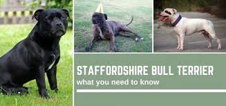 Staffordshire bull terrier vs pitbull terrier! Staffordshire Bull Terrier What You Need To Know And 11 Photos Bull Terrier Hq