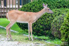 Huge sale on scare deer away now on. Deer Proof Gardens 4 Sure Fire Ways To Keep Deer Out Of Your Garden
