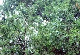 Image result for Hymenodictyon parvifolium