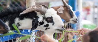 Anyone can gather a few animals, make a website, and try to pass it off as an ethical and safe petting zoo. All About The Uae Pygmy Zoo Location Things To Do More Mybayut