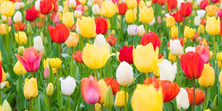 Check spelling or type a new query. 33 Pretty Flower Images Best Types Of Flowers For Your Garden