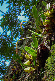 Image result for Bulbophyllum unifoliatum