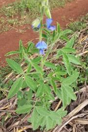 Image result for Crotalaria polysperma