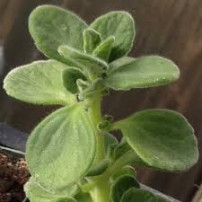 Image result for Coleus amboinicus