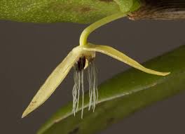 Image result for Bulbophyllum sp. nov