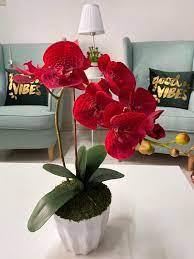 We did not find results for: Set Gubahan Orkid Super Premium Latex 1 Tangkai Home Furniture Home Decor On Carousell