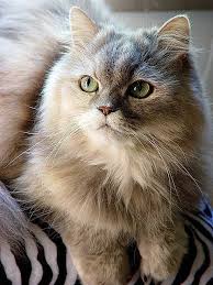 Adorable Green Eye Long Hair Cat Click On Pic To See More Beautiful Cats Raining Cats And Dogs Cats