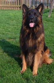 Sense of smell is keen in new puppies. Hausbeck Long Hair German Shepherd Breeder Dog Breeds Yorkshire Terrier Pet Dogs