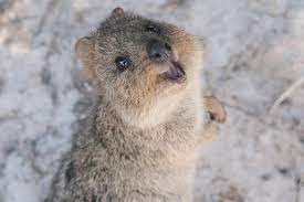 Coole tiere wilde tiere coole tierbilder menschenaffen pavian raubtiere natur tiere tierliebe elefanten fotografie schwarze tiere coole tierbilder afrikanischer elefant elefanten bilder. Quokka Das Glucklichste Tier Der Welt Wunderweib Gluckliche Tiere Susse Tiere Tiere