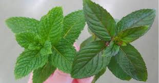 Spearmint is milder and more classically european, peppermint is rather more aggressive. The Difference Between The Spearmint And Peppermint In Your Herb Garden