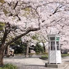 山下公園の しだれ桜 が満開に 見上げて広がる桜の世界が美しい はまこれ横浜 港の見える丘公園 横浜 横浜 山手