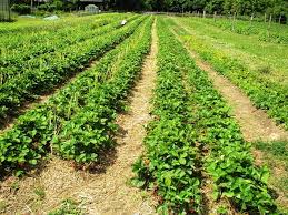 Mai mult decât atât, familia și prietenii te pot ajuta dacă ai o idee de afaceri bună, pentru că aceștia îți oferă posibilitatea. Afaceri Agricole Pe SuprafeÅ£e Mici Epoch Times Romania