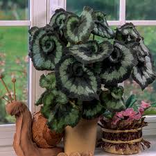 Image result for Begonia