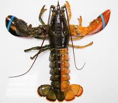A rare blue lobster made its way to a red lobster restaurant in ohio recently, and nearly landed on a customer's dinner plate. 11 Lobster Facts That Will Leave You Shell Shocked Shell Shock Lobster Lobster Art