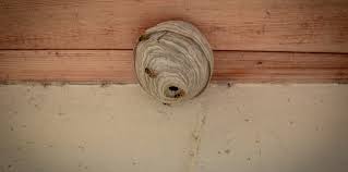 How to get rid of wasp nest in roof. How Can I Keep Wasps From Building Nests Near Me Plunkett S Pest Control