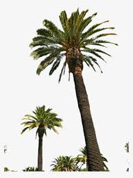 Large collections of hd transparent palm tree png images for free download. Free Png Palm Tree Png Images Transparent Palm Trees Png 480x640 Png Download Pngkit