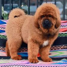 We did not find results for: Tibetan Mastiff Puppies Puppies For Sale Dav Pet Lovers