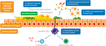 Frontiers Viral Infections The Microbiome And Probiotics Cellular And Infection Microbiology