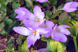 Image result for Colchicaceae