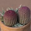 Rainbow hedgehog cactus (echinocereus rigidissimus ssp. Https Encrypted Tbn0 Gstatic Com Images Q Tbn And9gcrsdrzifdt Rxqjmbye8 3mdfskzefo8dwtq1usejm Usqp Cau