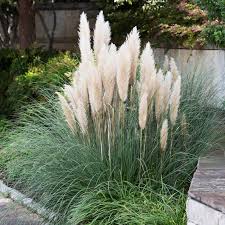 Pumila Dwarf Pampas Grass In 2020 Pampas Grass Landscape Tall Ornamental Grasses Grasses Landscaping