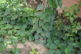 Image result for Piper guineense