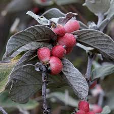 Image result for Sabicea