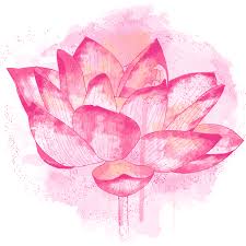 lotus flower symbolism zenned out