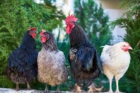 To live longer, one must follow a healthy diet. How Long Does A Chicken Live The Lifespan Of A Chicken