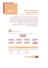 Sistem Ekskresi Pada Manusia