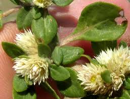 Image result for Alternanthera caracasana